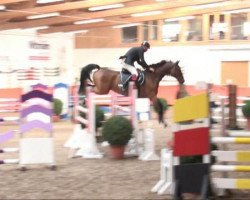 jumper Sesto Senso (Oldenburg show jumper, 2003, from Cavalier)