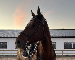 Springpferd Wyoming Z (Zangersheide Reitpferd, 2011, von Clooney)