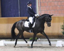 dressage horse Delain (Oldenburg, 2016, from Dante Weltino Old)