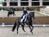 dressage horse Don Augustinus (Westphalian, 2007, from Dark Fire)