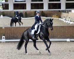 dressage horse Don Augustinus (Westphalian, 2007, from Dark Fire)