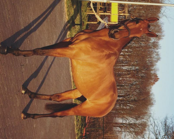 Springpferd Hadelodiena (Koninklijk Warmbloed Paardenstamboek Nederland (KWPN), 2012, von Quidaro)