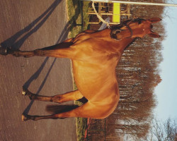 jumper Hadelodiena (KWPN (Royal Dutch Sporthorse), 2012, from Quidaro)