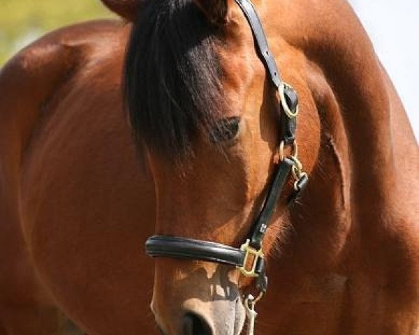 horse Robin Hood HH (New Forest Pony, 2006, from Anydale Ron)