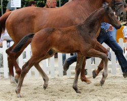 dressage horse Samsonite W (Oldenburg, 2018, from Secret)