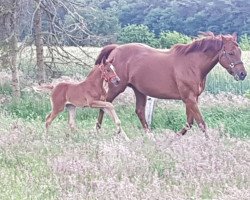 broodmare Quentina W (Oldenburg, 2008, from Quattro B)