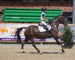 broodmare Calenberg's Darling (German Riding Pony, 2005, from Pink Floyd)