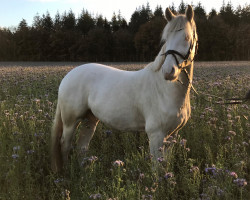 Dressurpferd Galaxy Star Sn (Deutsches Reitpony, 2016, von HET Golden Dream)