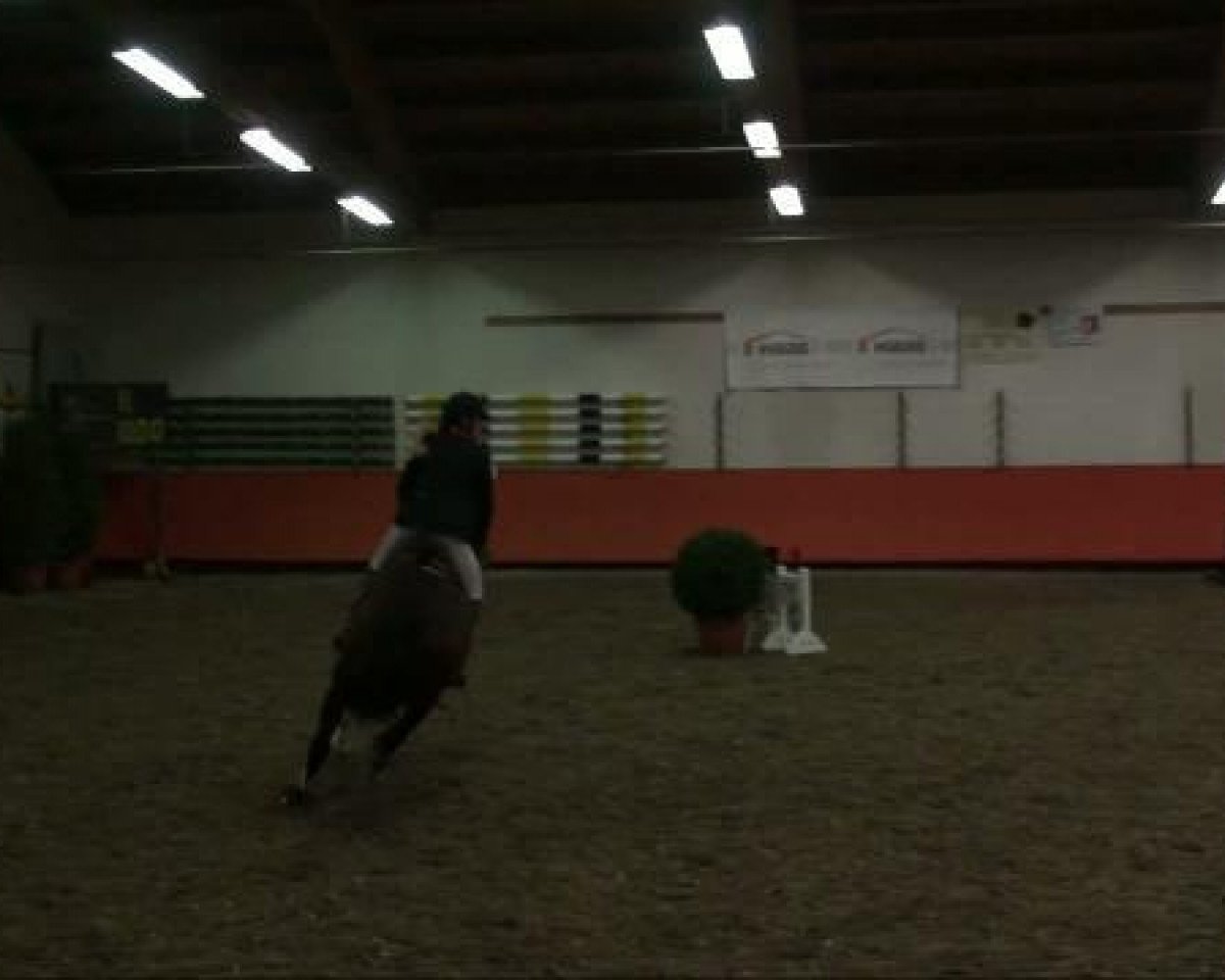 horse Namorine (KWPN (Royal Dutch Sporthorse), 1995, from Corleone)