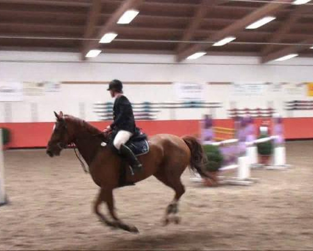 broodmare Cortina d'Ampezzo 3 (Brandenburg, 2002, from Couleur Rubin)