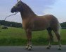 Dressurpferd Something Special 17 (Haflinger, 2008, von Nero)