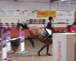 jumper Camorano (Oldenburg show jumper, 2004, from Camposanto)