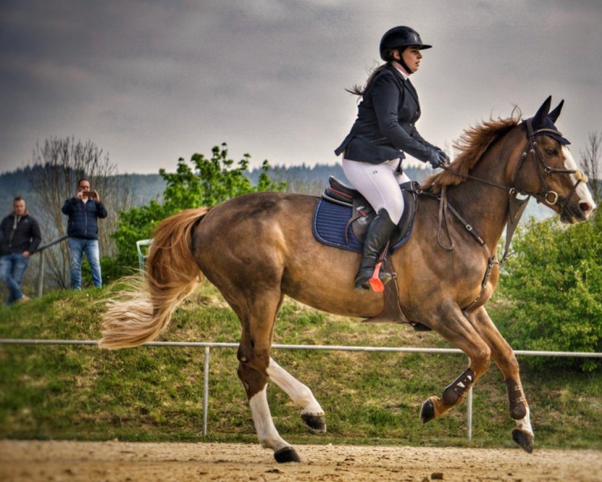 jumper Gamba-Zamba by Lux- Horses (Belgian Warmblood, 2012, from Deauville van T&L)