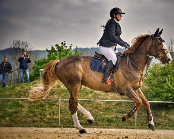 Springpferd Gamba-Zamba by Lux- Horses (Belgisches Warmblut, 2012, von Deauville van T&L)