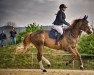 jumper Gamba-Zamba by Lux- Horses (Belgium Sporthorse, 2012, from Deauville van T&L)