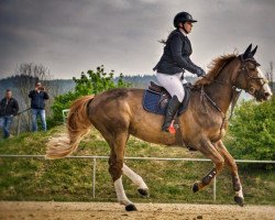 jumper Gamba-Zamba by Lux- Horses (Belgium Sporthorse, 2012, from Deauville van T&L)