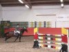 jumper Senyor (Hungarian Warmblood, 1999, from Coradus)