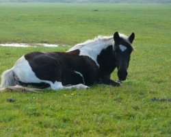 broodmare Judith (Lewitzer, 1979, from Joker)