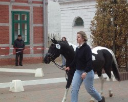 stallion Harlekin (Lewitzer, 2001, from Honeymoon Star)