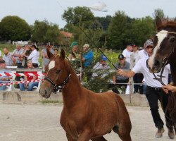 Pferd Henri (Freiberger, 2022, von Halipot CH)