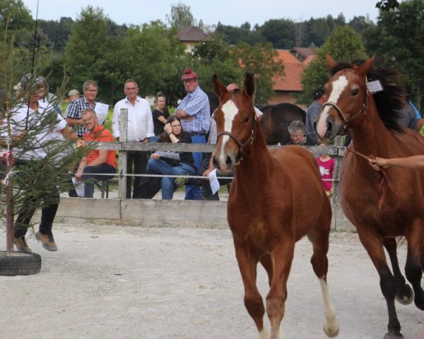 Pferd Harry (Freiberger, 2022, von Halipot CH)