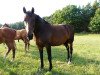 jumper Afp's Quick Vainqueur (Brandenburg, 2003, from Quick de Baussy)