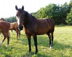 jumper Afp's Quick Vainqueur (Brandenburg, 2003, from Quick de Baussy)