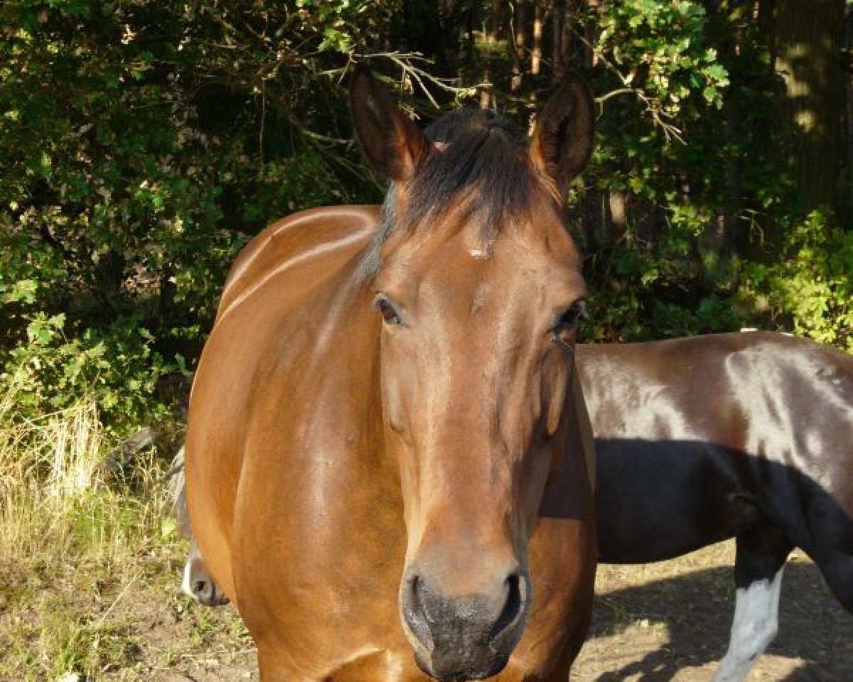 Zuchtstute Preciosa (Oldenburger, 1998, von Lancetto 93 FIN)