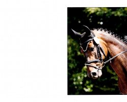 horse Edino 16 (Holsteiner, 2000, from Esteban xx)