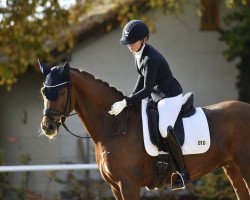 dressage horse Garland de Fontaine (Oldenburg, 2017, from Kastel's Grand Galaxy Win)