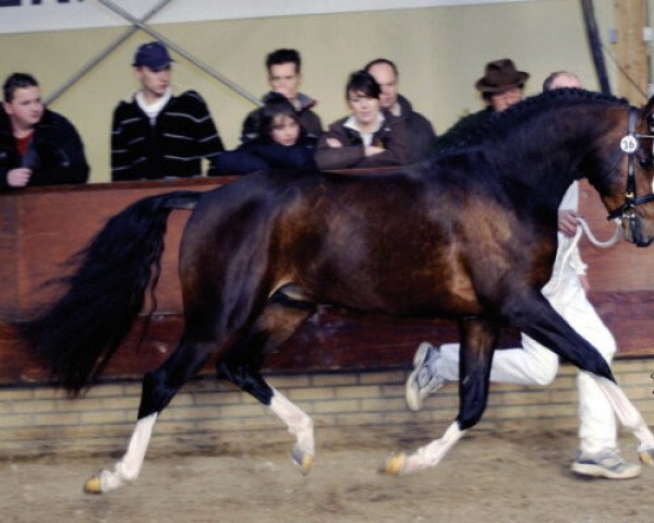 stallion Jurjen H. (Nederlands Welsh Ridepony, 2005, from Woldhoeve's Silco)