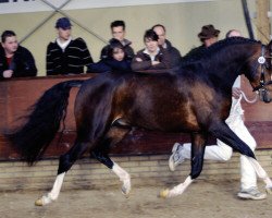 Deckhengst Jurjen H. (Nederlands Welsh Ridepony, 2005, von Woldhoeve's Silco)