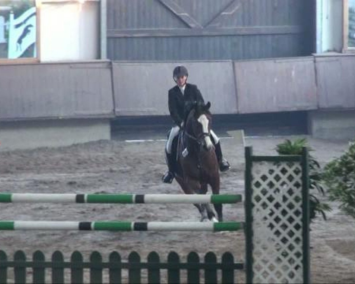 Springpferd Lukas Statement (Westfale, 2003, von Lissabon 29)