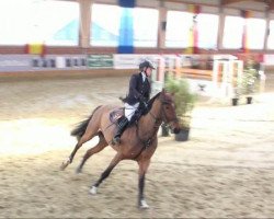 jumper Ben 359 (Oldenburg show jumper, 2005, from Balou du Rouet)