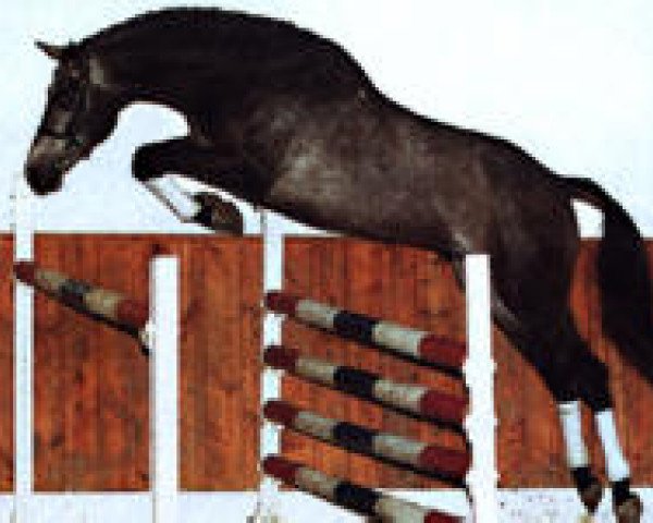 horse Counter (Holsteiner, 1997, from Calido I)