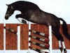 stallion Counter (Holsteiner, 1997, from Calido I)