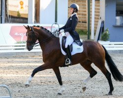 dressage horse Betty Brown 4 (Hanoverian, 2015, from Buckingham)