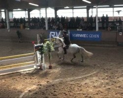 jumper Colette van't Smishof (Belgian Warmblood, 2002, from Caesar van de Helle)