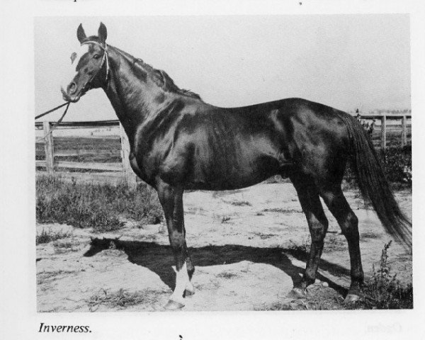Pferd Inverness xx (Englisches Vollblut, 1888, von Cymbal xx)