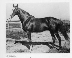 horse Inverness xx (Thoroughbred, 1888, from Cymbal xx)