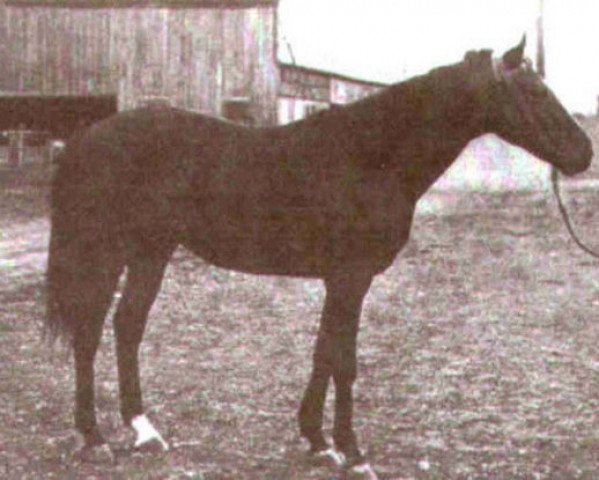 stallion Uncle Jimmie Gray xx (Thoroughbred, 1906, from Bonnie Joe xx)
