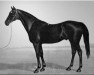 stallion Bonnie Scotland xx (Thoroughbred, 1853, from Iago xx)