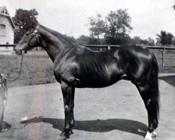 stallion Luke Blackburn xx (Thoroughbred, 1877, from Bonnie Scotland xx)