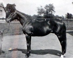 stallion Luke Blackburn xx (Thoroughbred, 1877, from Bonnie Scotland xx)