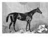 broodmare Hippia xx (Thoroughbred, 1864, from King Tom xx)