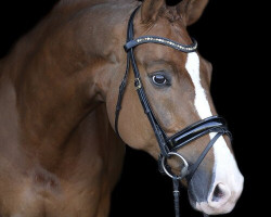 dressage horse Fürstenwelt (Hanoverian, 2010, from Fürst Nymphenburg)