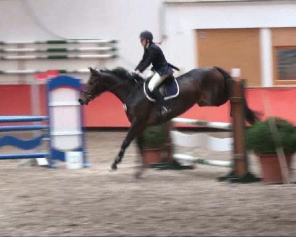 Pferd Berriwillock Sunray (Polnisches Warmblut, 2002, von Eskudo)