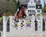 jumper Cataro 12 (Hanoverian, 2012, from Carrico)