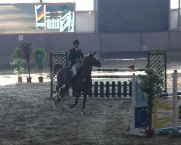 dressage horse Andalucia 4 (Belgian Warmblood, 2001, from Acorado I)