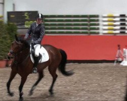 dressage horse Shira 112 (Westphalian, 2004, from Stedinger)